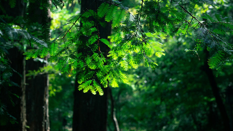 Backlit green forest leaves