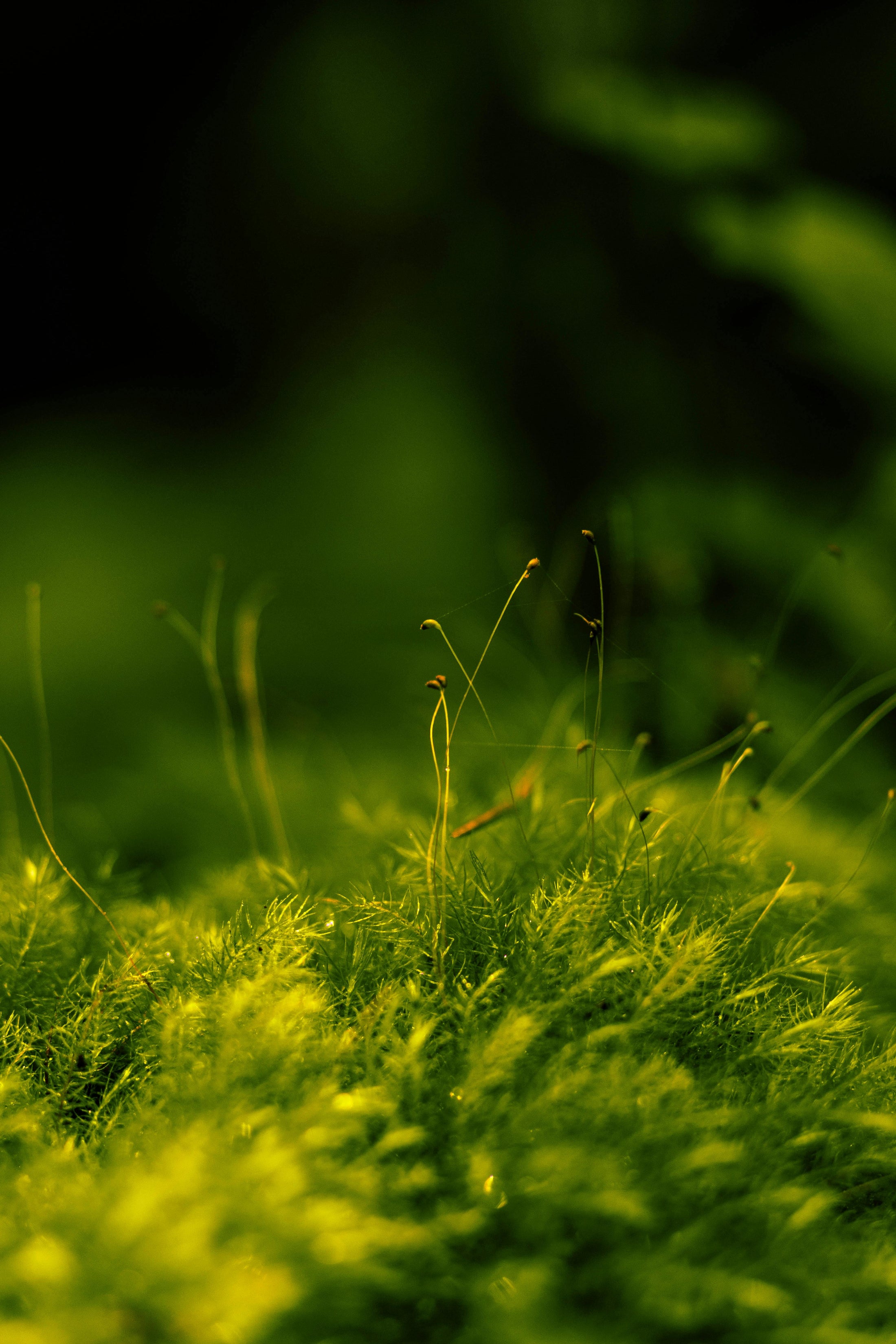 Sunlit moss, the quiet power of nature