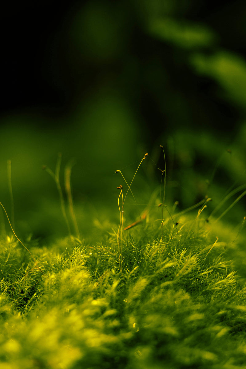 Sunlit green moss